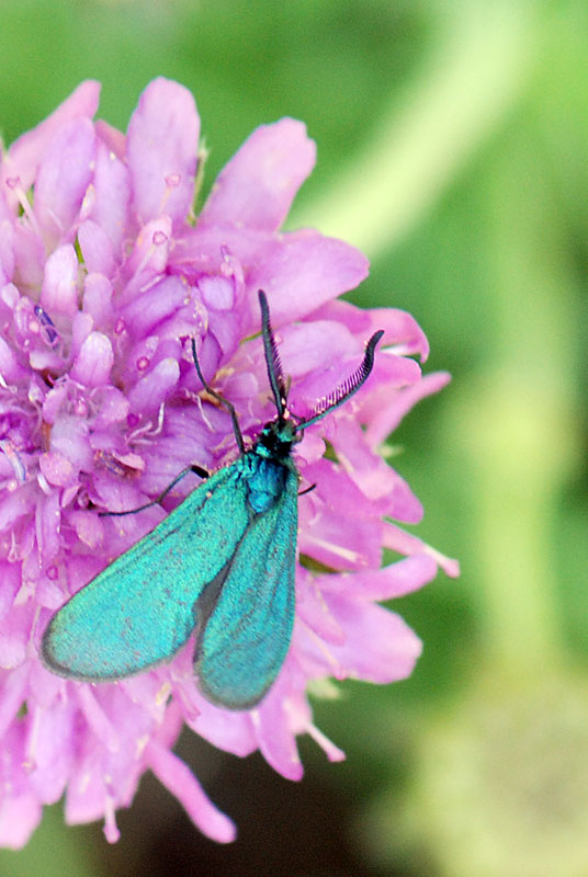 Zygaenidae da identificare